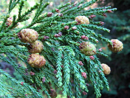 Redwood leaves and cones