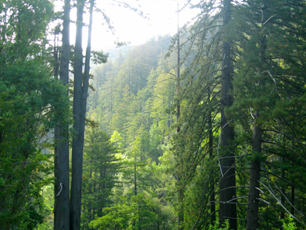 redwood forest