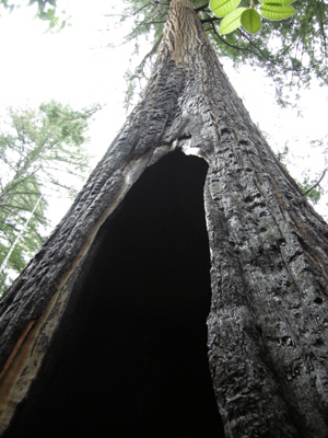 redwood hollowed by fire