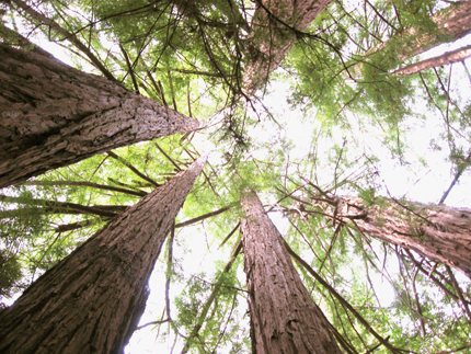 redwood growing in circle