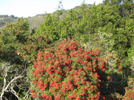 toyon tree with berries