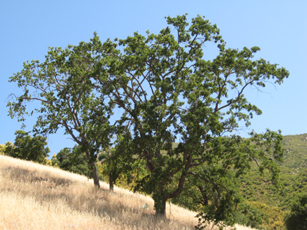 valley oak on hillside