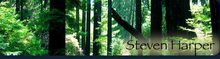 Image of a redwood forest in Big Sur