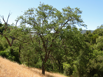 blue oak