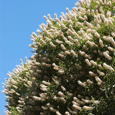 buckeye flowers