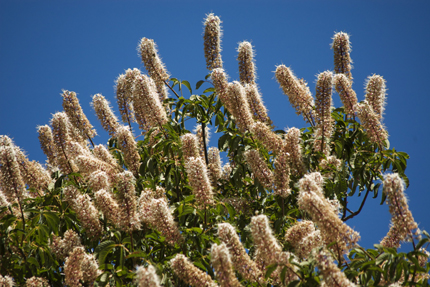 buckeye flowers
