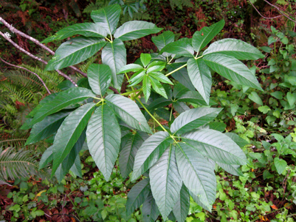 buckeye branches and leaves