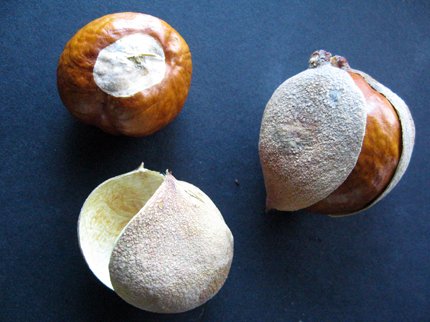 open buckeyes