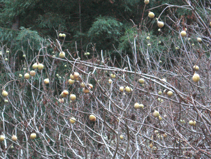 buckeye seeds nuts
