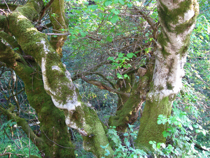 buckeye tree trunk