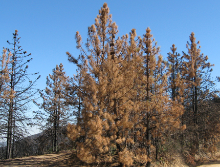 burned coulter pines