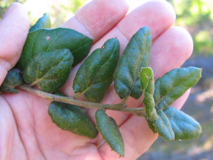 Coast live oak small leaves