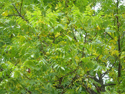 california walnut leaves