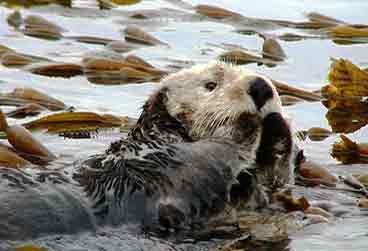 California Sea Otter