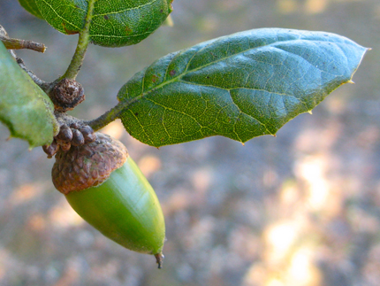 coast live oak acorn