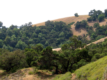 Coast live oak