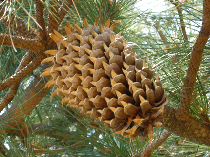 Coulter Pine Cone