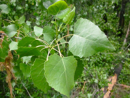 Fremont Cottonwood leaves