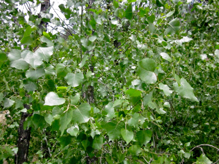 Fremont Cottonwood