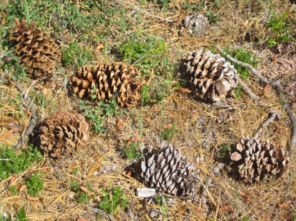 Jeffrey Pine female cones