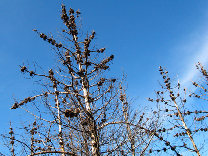 knobcone pine with cones