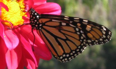 Monarch Butterflies