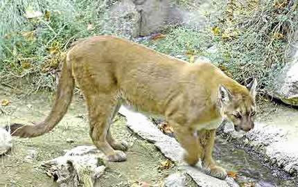 mountain lions in north america