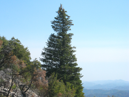 Santa Lucia Fir on the side of Cone Peak