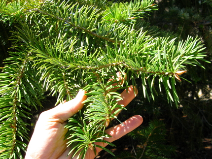 Santa Lucia Fir Needles