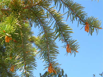 Santa Lucia Fir male pollen cones