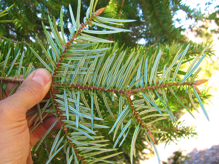 Santa Lucia Fir Needle underside