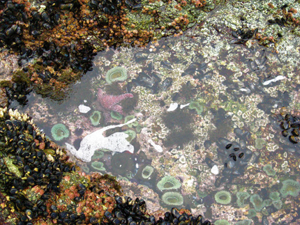 Big Sur tide pool by Steve Harper