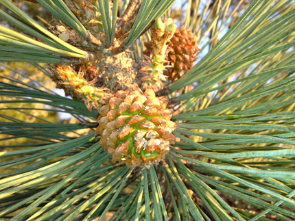 Torrey Pine Cones