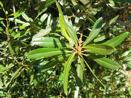 willow leaves