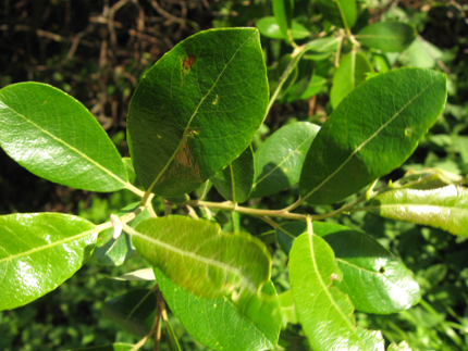 willow leaves