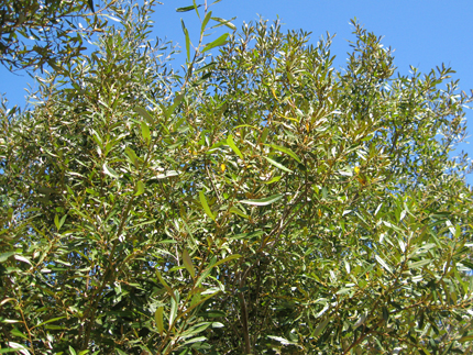 willow leaves
