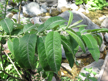 willow leaves