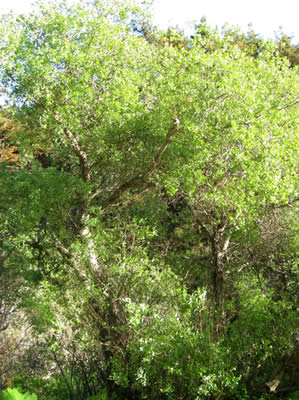 Willow tree