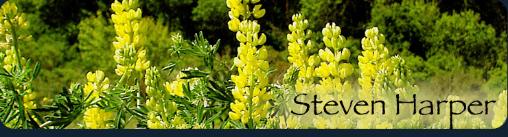 Image of Big Sur wildflowers